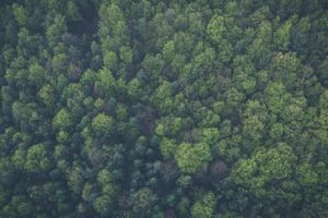 Bird's eye view of a green forest, trees